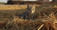 Slow Motion Footage Of A Short-haired Tabby Cat Sitting On The Hay At The Farm On A Sunny Day