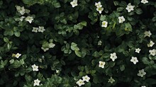  A Bunch Of White Flowers That Are In The Middle Of Some Green Leaves On A Bush With White Flowers In The Middle Of The Frame.  Generative Ai