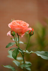 Poster - Pink rose flower with green leaves on a blurry dark background. Beautiful blooming of a bright pink rose in a summer garden on a sunny day. High quality photo