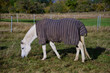 Ein weisses Pferd, das mit einer Decke gegen Kälte und Schwitzen geschützt ist, beim Grasen auf der Weide
