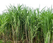 © Gassenee - Sugarcane on white background with clipping path, suitable for print and web pages.