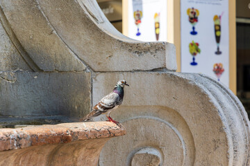 Wall Mural - colorful dove on the edge of an old fountain in the town of Arco on Lake Garda in Italy