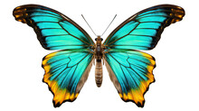 Butterfly Insect Bug Transparent Background Cutout