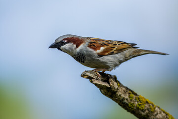 Wall Mural - Haussperling (Passer domesticus) Männchen