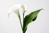 Photo of an elegant calla lily with a solid white background. Generative AI