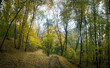 Leśne rozdroża, jesienną porą. 