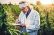 Scientist wearing safety gear and mask while examining and testing herb field, cannabis field in testing by a researcher