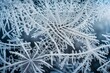 A close-up shot of intricate ice crystals forming on a frost-covered windowpane,  the delicate and intricate patterns of winter. 