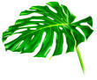 Grünes Monsterablatt mit Stiel, die tropische immergrüne Zimmerpflanze isoliert auf weissem Hintergrund.