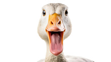 Goose Face Shot Isolated On White Background Cutout