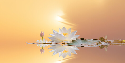 Wall Mural - background with flower, flower on the water, flower and water, an image with a small white lotus flower