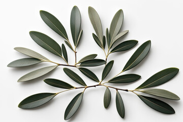 olive branch on a christmas card