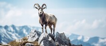 Tatras Stone Hosts A Lively Mountain Goat