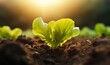 Close up  a small lettuce seedling on plantation at sunrise, Concept of Sustainability and healthy food. Generative AI