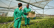 © N Felix/peopleimages.com - Greenhouse, vegetables and employees watering plants for growth, quality and food production. Sustainable business, agro farming and agriculture, man and woman with water, lettuce and development.