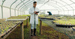 © N Felix/peopleimages.com - Scientist, tablet and greenhouse inspection of plants, agriculture safety and quality assurance for food health. Science, man or farmer with farming food, gardening or vegetables data on digital tech