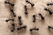 Macro photo of group of black ants on the wall.