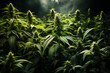 Hemp plants growing on a plantage field, medical marijuana, cannabis leaves, alternative medicine, narcotic drug