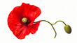 Red poppy isolated on white background. Clipping path