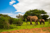 Fototapeta Sawanna - Elephant walking through Amboseli National park Africa