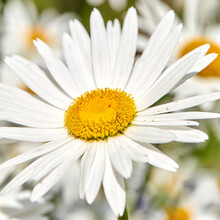 Closeup Of A White Daisy Flower Growing In A Garden In Summer With Blurred Background. Marguerite Plants Blooming In Botanical Garden In Spring. Bunch Of Cheerful Wild Flower Blooms In The Backyard