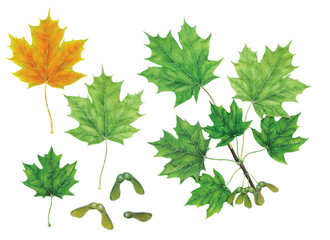realistic botanic watercolor hand made illustration of sugar maple (acer saccharum) with a branch with leaves and seed on white