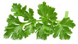 Fresh parsley leaves isolated. Cilantro leaves, a sprig of raw garden parsley on a white background.