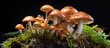 Mushrooms are fungi which differ from plants and animals