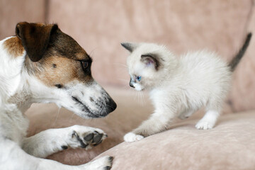 Wall Mural - Cat and dog playing  together at home