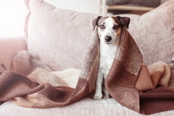 Wall Mural - Dog in wool cozy blanket sitting on sofa