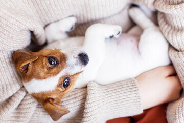 Wall Mural - Little puppy is lying in the arms of the owner