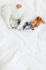 Canvas Print - Cute pupppy dog sleeping in bed with fluffy toy