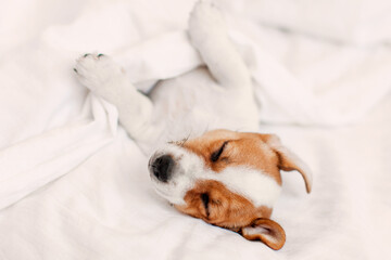 Canvas Print - Jack Russell terrier puppy sleeps in bed at home