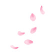水彩で描いた桜の花びら