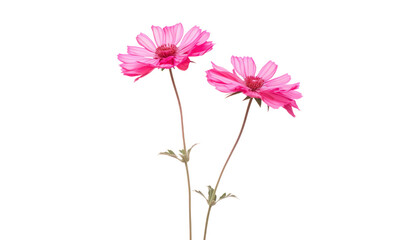Wall Mural - pink daisy isolated on transparent background cutout