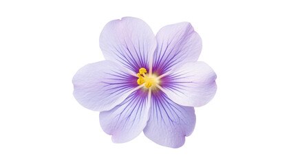 purple flower isolated on transparent background cutout