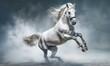 Beautiful white horse galloping in the sea. Purebred arabian stallion.
