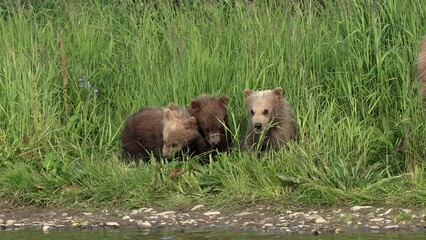 Wall Mural - Brown bear cubs in Katmai, Alaska 