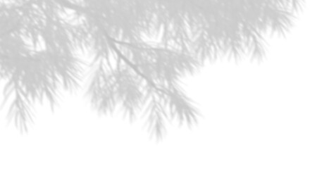 Wall Mural - shadow shade leaves tree branches on transparent 3d render png