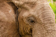 powerful image of wild african Elephant closeup