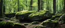 Moss Covered Trees Conceal Big Rocks Within The Lush Green Forest During The Summer Seasons