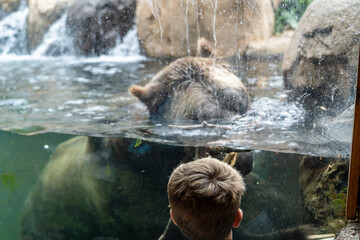 Wall Mural - Head of a brown grizzly bear swimming in the water, as seen through the glass of a zoo in the Rocky Mountains