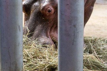 Wall Mural - Hippopotamus eating behind bars in a zoo
