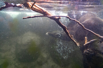 Wall Mural - Backside of a brown grizzly bear swimming underwater, as seen through the glass of a zoo in the Rocky Mountains