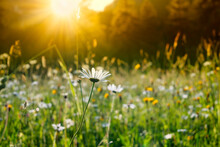 Field Of Colorful Wild Flowers Drenched In Rays Of Warm Sunlight