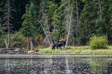 Wall Mural - Bull moose in Colorado by a lake, with trees and grass in the background