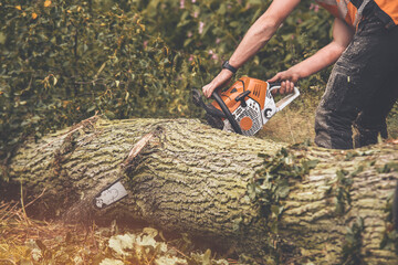 Arborist cutting tree into chunks  with petrol chainsaw