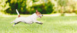 Profile view of happy dog running and jumping on green grass lawn