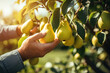 A man puts his hand on a ripe pear fruit in a garden with pear trees