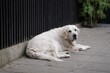 © oleksandr - Big white dog on leash lying on asphalt surface closeup,